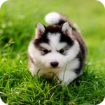 Logo of Husky Puppy Wallpapers android Application 