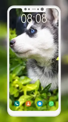 Husky Puppy Wallpapers android App screenshot 2