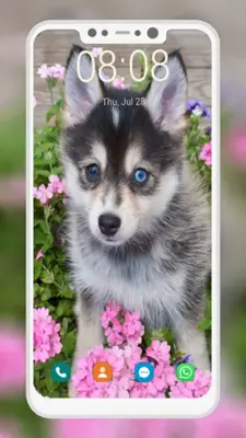 Husky Puppy Wallpapers android App screenshot 4