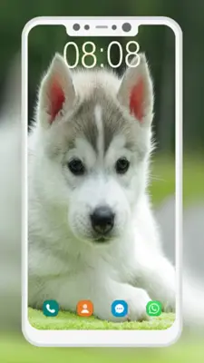 Husky Puppy Wallpapers android App screenshot 6