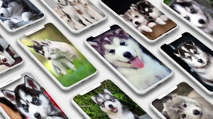 Husky Puppy Wallpapers android App screenshot 7